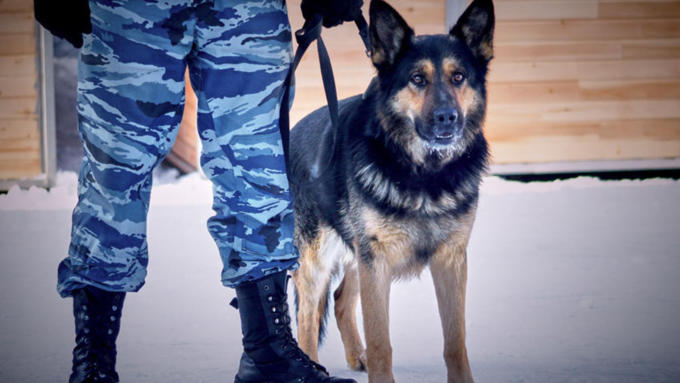 8 февраль 2016 г., Барнаул   200 лет на службе: как собаки участвуют в полицейских и военных операциях? 