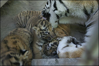 17 июля 2018 г., Барнаул. Екатерина Смолихина   Хищники-малютки: тигрята в барнаульском зоопарке делают первые шаги