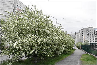 28 май 2018 г., Барнаул. Причиненко Константин   Город в ожидании лета начал радовать нас цветами