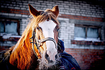 20 январь 2016 г., Барнаул © Амител. Мария Трубина   Барнаульская конная полиция в действии