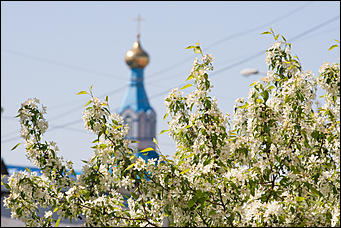 17 май 2016 г., Барнаул   "Один раз в год сады цветут". Барнаул в цвету яблонь 