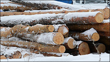 11 декабря   В лесу родилась елочка. Откуда берутся новогодние елки на Алтае и где их прячут до праздника