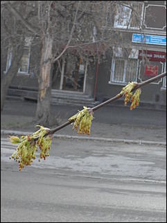 18 апрель 2012 г., Барнаул   Барнаул меняет «гардероб» 