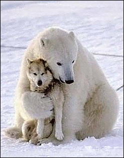 21 января 2016 г., Барнаул   Нежные звери, или Как обнимаются животные 
