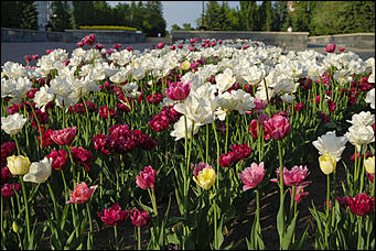 13 май 2020 г., Барнаул   "Это май-чародей". Как цветет Барнаул