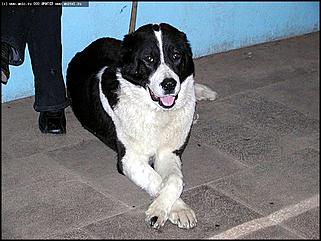    Выставка собак "Азия 2003"