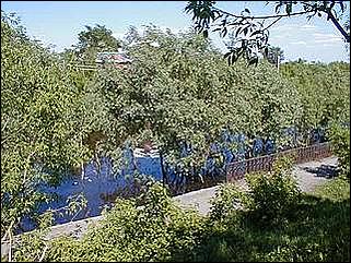    Паводок в Затоне /28 мая 2001/.