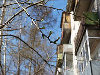 19 апреля 2011 г., Барнаул   Ранняя весна