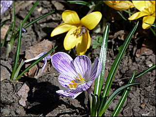 19 апреля 2011 г., Барнаул   Ранняя весна