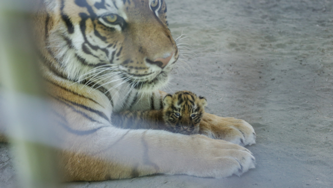 17 июля 2018 г., Барнаул. Екатерина Смолихина   Хищники-малютки: тигрята в барнаульском зоопарке делают первые шаги