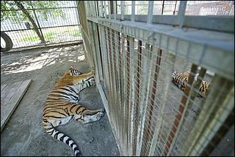 8 августа 2019 г., Барнаул. Екатерина Смолихина   Куда бы спрятаться: как в барнаульском зоопарке животные переносят аномальную жару