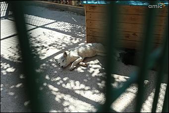 8 августа 2019 г., Барнаул. Екатерина Смолихина   Куда бы спрятаться: как в барнаульском зоопарке животные переносят аномальную жару